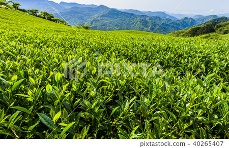 tea plantation in the mountaintop tea plantation in the mountaintop 40265407