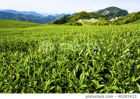 tea plantation in the mountaintop 40265413