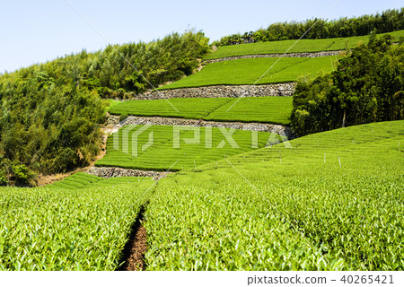 tea plantation in the mountaintop 40265421