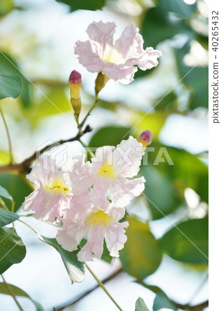 Thai cherry blossoms, peach white noose, tender yellow benizen, pink tecoma, Chonpu Pantip flowers Thai cherry blossoms, peach white noose, tender yellow benizen, pink tecoma, Chonpu Pantip flowers 40265432