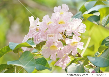 白手鬍鬚，黃色手benizen，粉紅色tecoma，Chonpu-pantip花 40265433