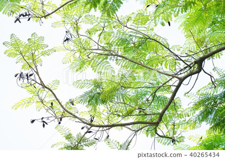 “Chonpu Pantip”通常被稱為泰國櫻花 “Chonpu Pantip”通常被稱為泰國櫻花 40265434