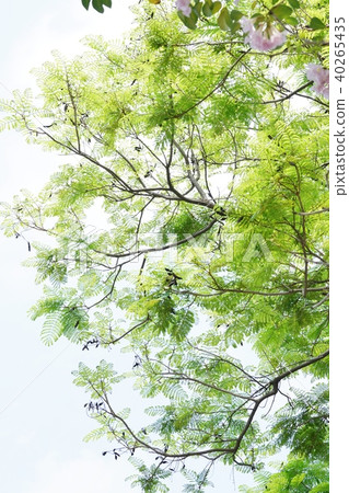 Red-tailed Beenzen, Pink Tecoma Tree, Leaves, Green, Fresh Green Image Photo 40265435