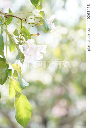 Cherry blossoms in Thailand, momoiro nousen, yellowtail beniusen, pink tecoma, honpu pantip 40265438