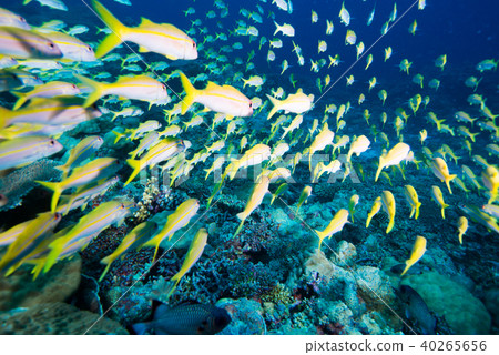 松鼠蜂擁而至覆蓋礁石 40265656