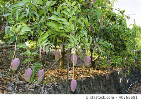close up of mango fruit on a mango tree 40265681
