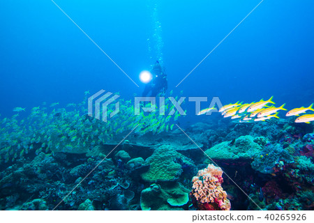 一名潛水員射擊一群黃鯛魚 40265926