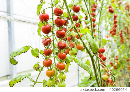 cherry tomatoes hanging on trees in organic farm 40266054