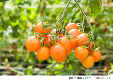 cherry tomatoes hanging on trees in organic farm 40266073