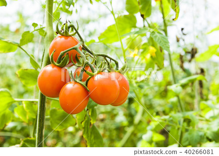 cherry tomatoes hanging on trees in organic farm 40266081