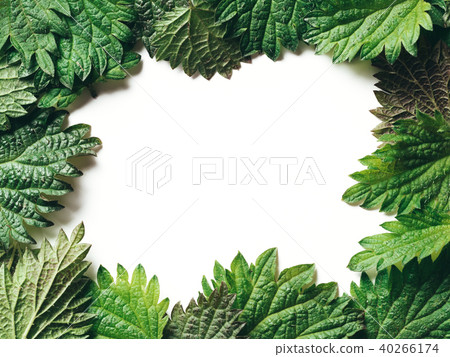 Frame of nettle leaves, copy space Frame of nettle leaves, copy space 40266174