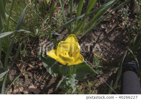 First spring flower. 40266227