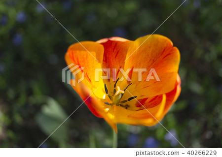 Bright multi-colored tulip. Bright multi-colored tulip. 40266229