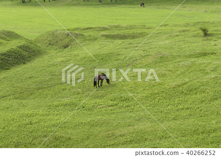 Two horse in a meadow. Two horse in a meadow. 40266252