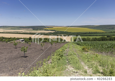 Landscape with young plants. Landscape with young plants. 40266283