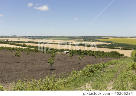 Landscape with young plants. Landscape with young plants. 40266284