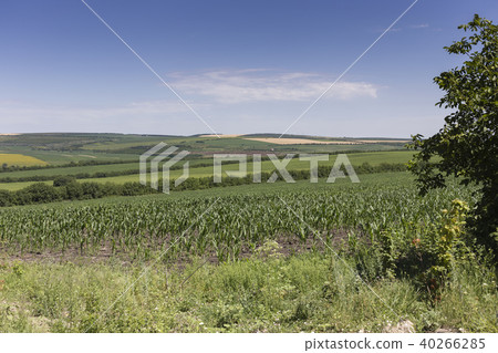 Beautiful summer landscape. Beautiful summer landscape. 40266285