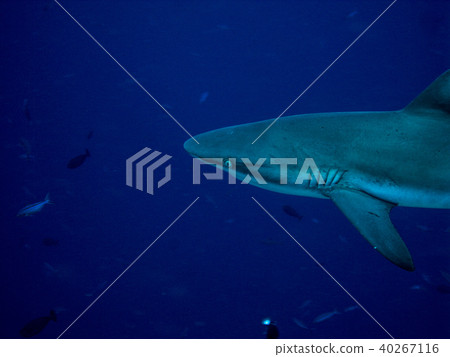 大灰鯊（灰礁鯊）。在帕勞藍角 40267116