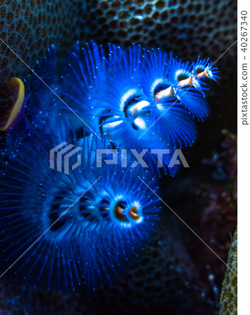 Ibarakanzashi(帕勞)為石珊瑚添加顏色 Ibarakanzashi(帕勞)為石珊瑚添加顏色 40267340