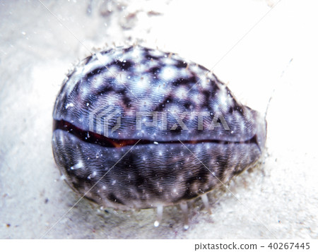 A member of Takaragai wrapped in a mantle (in Palau, night diving) A member of Takaragai wrapped in a mantle (in Palau, night diving) 40267445