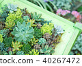 Gardening (succulent plants) 40267472