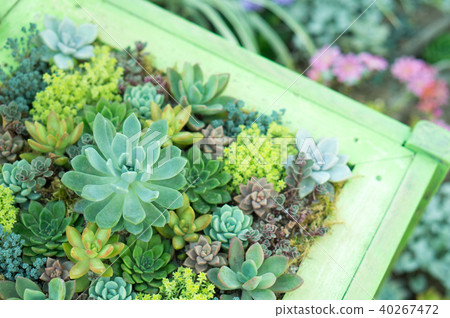 園藝（肉質植物） 40267472