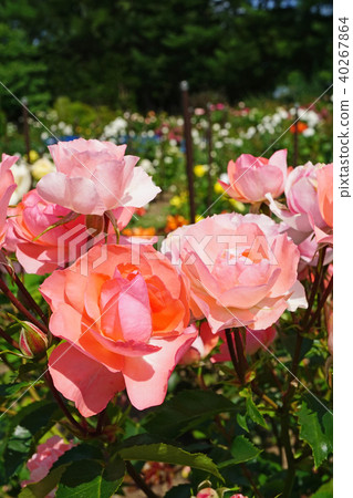 Beautiful salmon pink roses like fluorescent colors 40267864