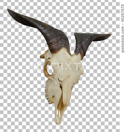 animal skull with big horn with clippint path animal skull with big horn with clippint path 40267878