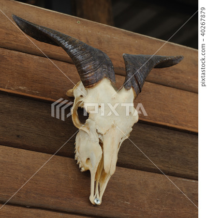 animal skull with big horn hang on the wood wall 40267879