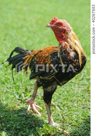 thai gamecocks animals 40267883