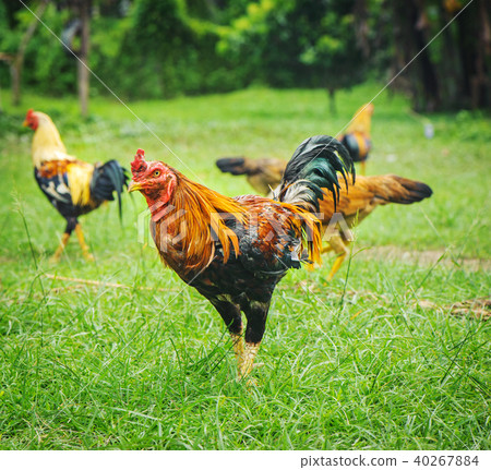 thai gamecocks animals 40267884