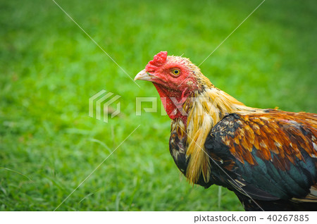thai gamecocks animals 40267885
