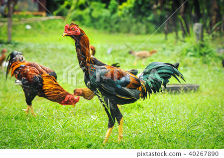 thai gamecocks animals thai gamecocks animals 40267890