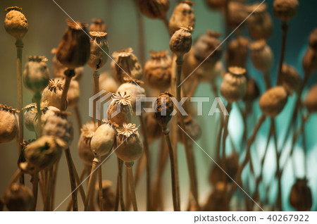 dried opium poppy head 40267922