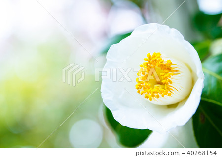 Camellia Ami 40268154