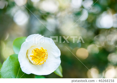 茶花阿美 40268158