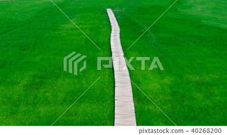 Rice farm green paddy and wooden bridge Rice farm green paddy and wooden bridge 40268200