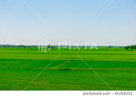 Rice farm green paddy and wooden bridge Rice farm green paddy and wooden bridge 40268201
