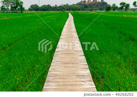 Rice farm green paddy and wooden bridge Rice farm green paddy and wooden bridge 40268202