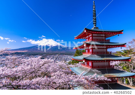 象徵日本的風景[山梨縣荒山山仙根公園] 40268502