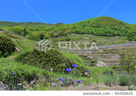 Nakayama Senmaida on Shodoshima Island 40268620