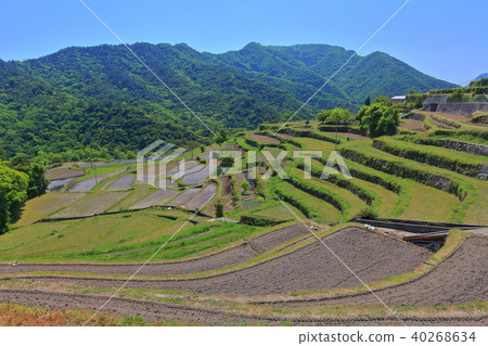 Nakayama Senmaida on Shodoshima Island 40268634