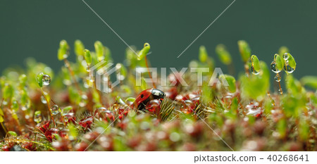 Yellow caterpillar climb down from grass blade Yellow caterpillar climb down from grass blade 40268641