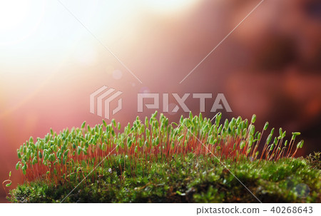 Yellow caterpillar climb down from grass blade Yellow caterpillar climb down from grass blade 40268643