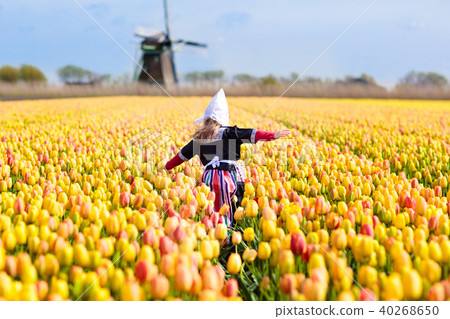 Child in tulip flower field. Windmill in Holland. 40268650