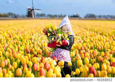 Child in tulip flower field. Windmill in Holland. Child in tulip flower field. Windmill in Holland. 40268652