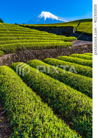 "Shizuoka Prefecture" A tea plantation of Mt. Fuji and Odaiba "Shizuoka Prefecture" A tea plantation of Mt. Fuji and Odaiba 40268909