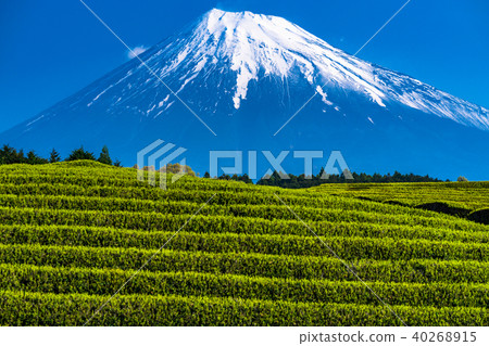 “靜岡縣”富士山和台場的茶園 “靜岡縣”富士山和台場的茶園 40268915