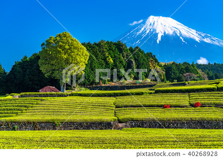 “靜岡縣”富士山和台場的茶園 “靜岡縣”富士山和台場的茶園 40268928