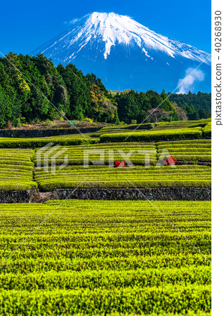 “靜岡縣”富士山和台場的茶園 “靜岡縣”富士山和台場的茶園 40268930